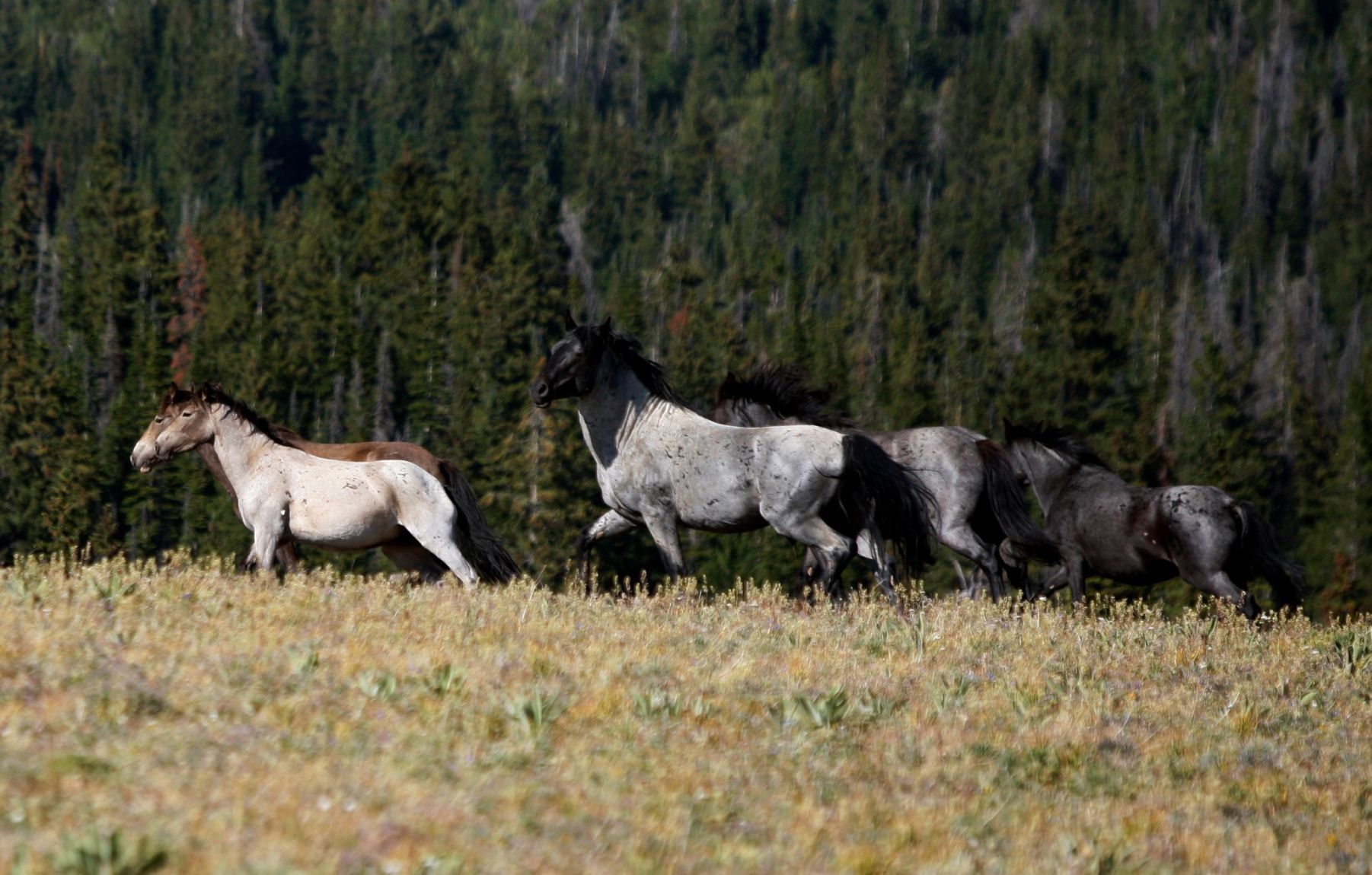 Horses running
